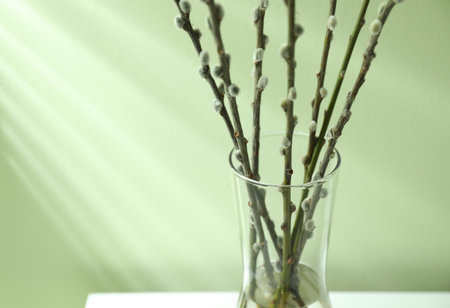 Glass vase with pussy willow tree branches near light green wall, closeupの写真素材