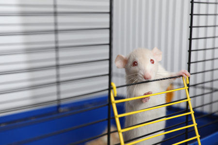 Cute small white rat in cage, space for textの写真素材