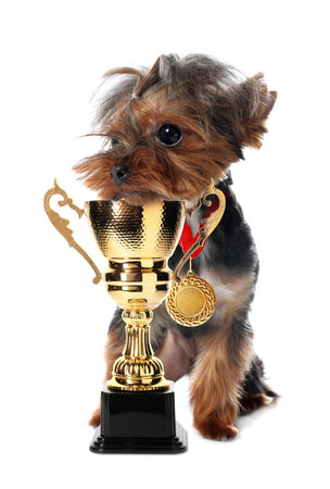 Cute Yorkshire terrier dog with gold medal and trophy cup on white backgroundの写真素材