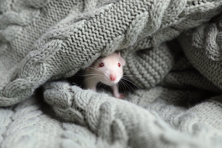 Cute small rat wrapped in green knitted blanketの写真素材