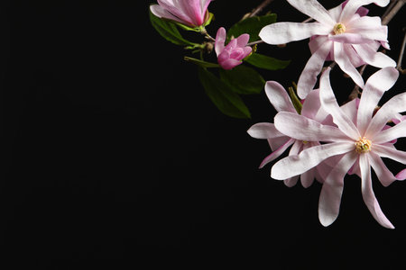 Magnolia tree branches with beautiful flowers on black background, closeup. Space for textの写真素材