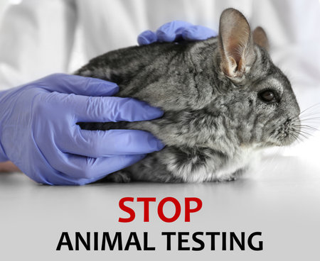 STOP ANIMAL TESTING. Scientist with chinchilla at white table, closeupの写真素材