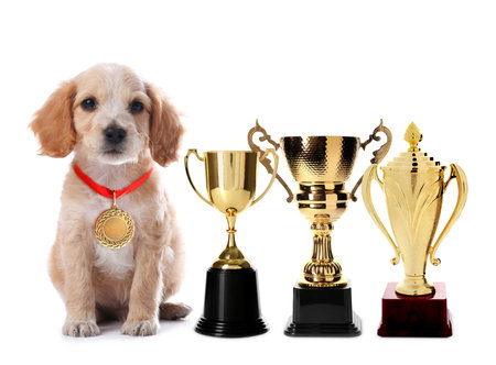 Cute English Cocker Spaniel dog with gold medal and trophy cups on white backgroundの写真素材
