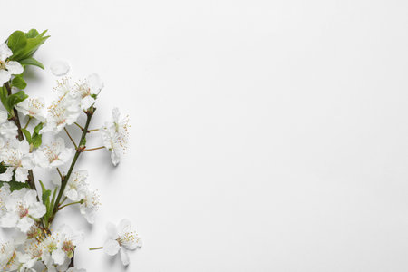 Blossoming spring tree branch as border on light background, flat lay. Space for textの写真素材