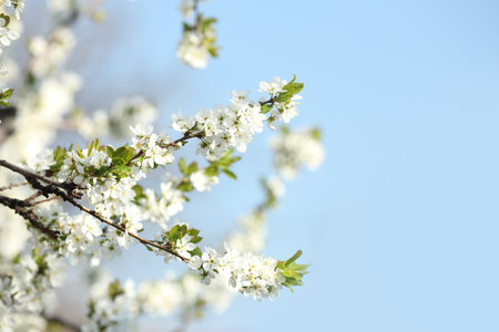 Branches of blossoming cherry plum tree against blue sky, closeupの写真素材