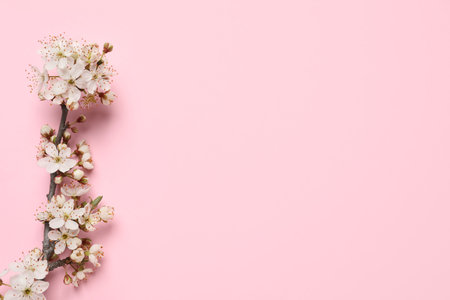 Blossoming spring tree branch as border on pink background, flat lay. Space for textの写真素材