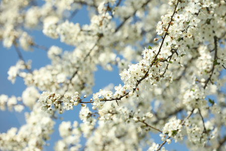 Beautiful spring white blossoms on tree branches against blue skyの写真素材
