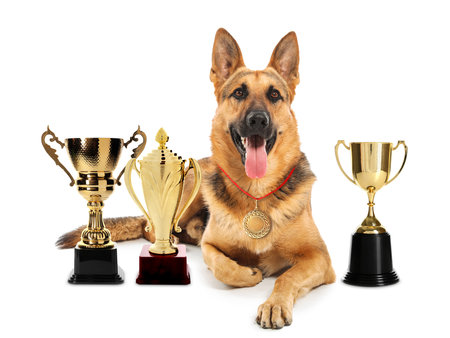 Cute German shepherd dog with gold medal and trophy cups on white backgroundの写真素材
