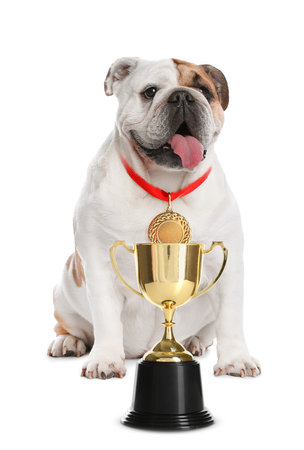 Cute English bulldog with gold medal and trophy cup on white backgroundの写真素材