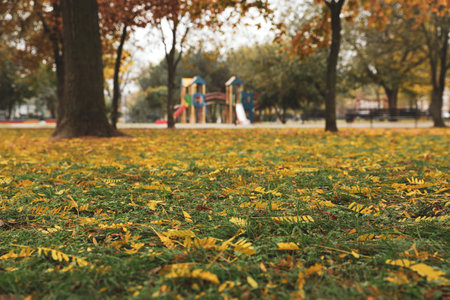 Beautiful view of park with trees on autumn day, low angle viewの写真素材