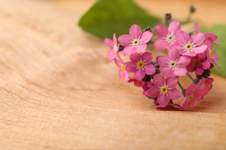 Beautiful pink forget-me-not flowers on wooden table, closeup. Space for textの写真素材