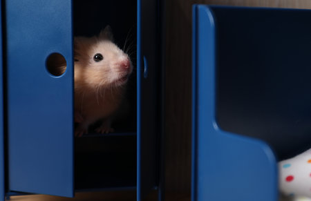 Adorable hamster inside tiny wardrobe in room with toy furnitureの写真素材