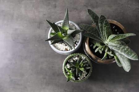 Beautiful potted houseplants on gray background, flat layの写真素材