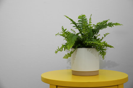Beautiful fresh potted fern on yellow table. Space for textの写真素材