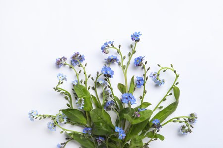 Beautiful blue forget-me-not flowers on white background, top viewの写真素材