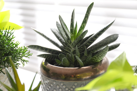 Beautiful potted houseplant near window indoors, closeupの写真素材