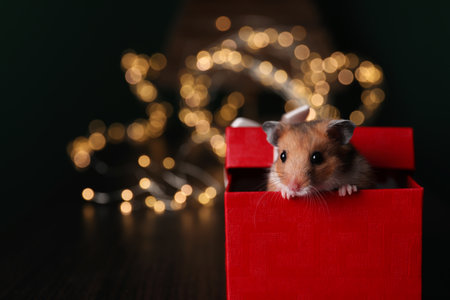Cute little hamster looking out of gift box on wooden table, closeup. Space for textの写真素材