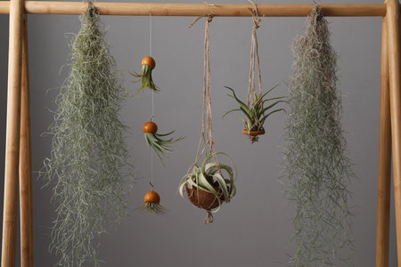 Tillandsia plants hanging on wooden rack against gray background. house decor