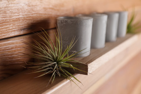 Tillandsia plant and candles on wooden shelf, space for text. house decorの写真素材