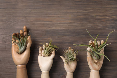 Beautiful tillandsia plants and mannequin hands on wooden table, flat lay with space for text. house decorの写真素材