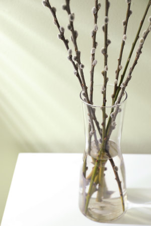 Glass vase with pussy willow tree branches on white table near light green wallの写真素材