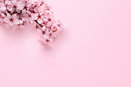 Sakura tree branch with beautiful blossoms on pink background, flat lay. Space for textの写真素材