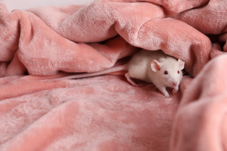 Cute small rat on soft pink blanket, space for textの写真素材