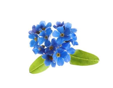 Beautiful blue Forget-me-not flowers isolated on whiteの写真素材