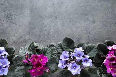 Beautiful violet flowers on light gray background, flat lay with space for text. Delicate house plantsの写真素材