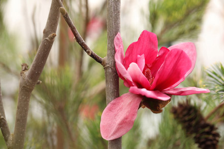 Closeup view of beautiful blooming magnolia tree outdoorsの写真素材