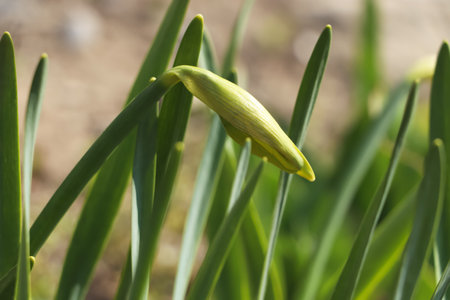 Daffodil plant growing in garden on sunny day, closeupの写真素材