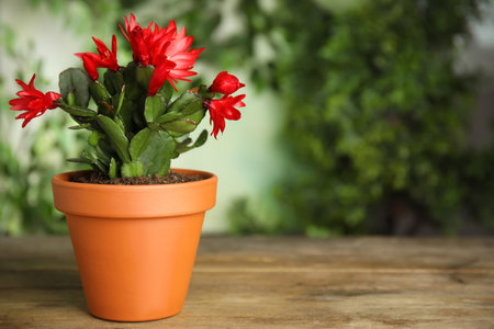 Beautiful blooming Schlumbergera (Christmas or Thanksgiving cactus) in pot on wooden table. Space for textの写真素材
