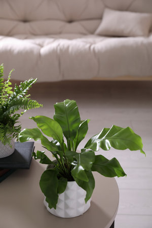 Beautiful potted fern on table in living roomの写真素材