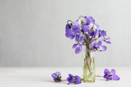 Beautiful wood violets on white table, space for text. spring flowersの写真素材