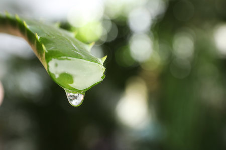Aloe vera leaf with dripping juice against blurred background, closeup. Space for textの写真素材