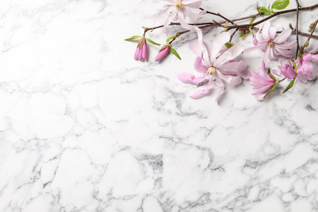Magnolia tree branches with beautiful flowers on white marble table, above view. Space for textの写真素材