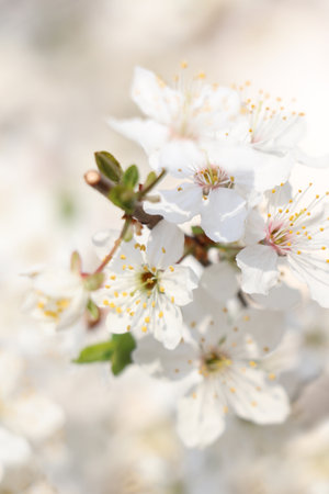 Cherry tree with white blossoms on blurred background, closeup. spring seasonの写真素材