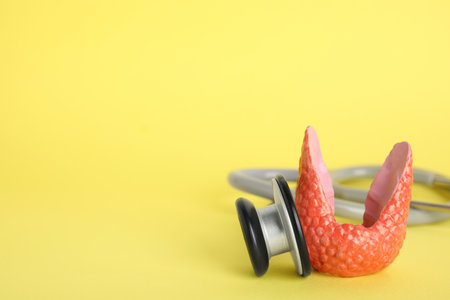 Plastic model of healthy thyroid and stethoscope on yellow background, space for textの写真素材