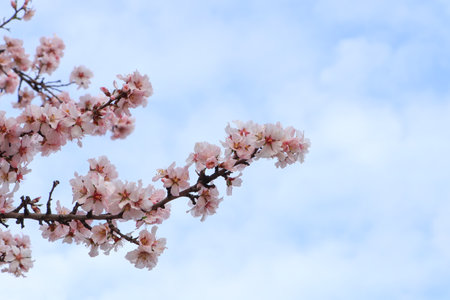 Delicate spring pink cherry blossoms on tree against blue skyの写真素材