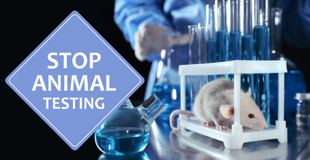 STOP ANIMAL TESTING. Rat on table in chemical laboratoryの写真素材