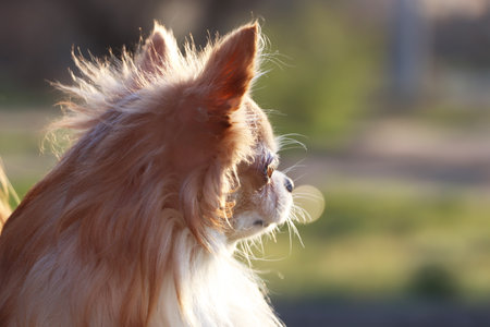 Cute fluffy Chihuahua dog on blurred backgroundの写真素材