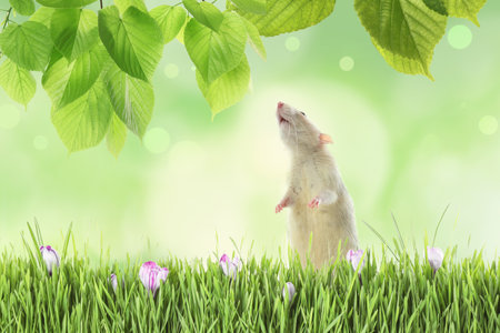 Cute little rat in green grass with flowers outdoorsの写真素材
