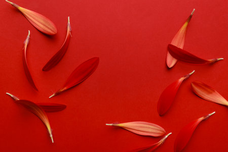Beautiful fresh gerbera petals on red background, flat layの写真素材