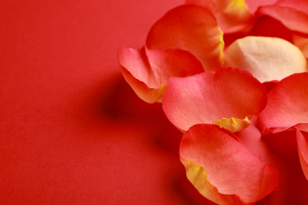 Beautiful fresh rose petals on red background, closeup. Space for textの写真素材