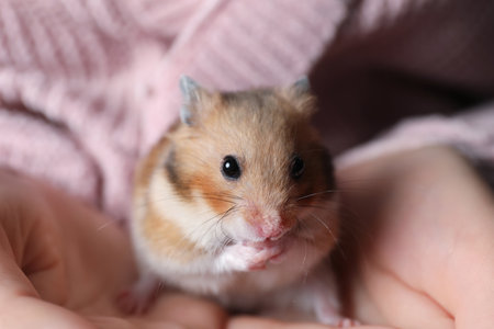 Woman holding cute small hamster, closeup viewの写真素材