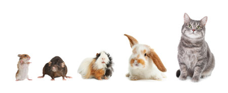 Group of different domestic animals on white background, collage. banner designの写真素材