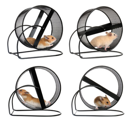 Cute funny hamsters running in wheels on white background, collageの写真素材