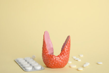 Plastic model of healthy thyroid and pills on beige backgroundの写真素材