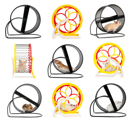 Cute funny hamsters running in wheels on white background, collageの写真素材