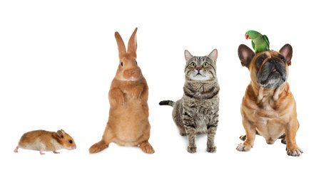 Group of different domestic animals on white background, collage. banner designの写真素材